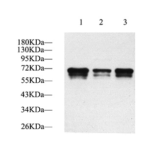 GB11181 एंटी-बॉस हाइड्रोक्साइलेस खरगोश पीएबी