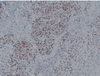 IHC Immunofluorescence एंटीबॉडी के लिए एंटी-मायोजेनिन माउस एमएबी